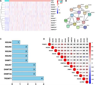 m5C-Related lncRNAs Predict Overall Survival of Patients and Regulate the Tumor Immune Microenvironment in Lung Adenocarcinoma